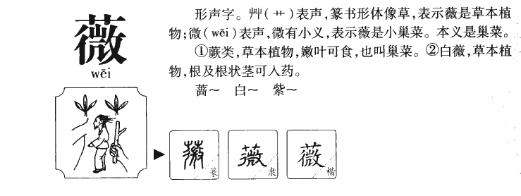 蔷薇拼音读音图片